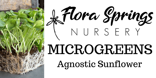 Agnostic Sunflower Microgreens