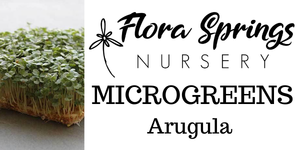 Arugula Microgreens