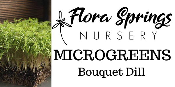 Bouquet Dill Microgreens