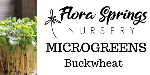 Buckwheat Microgreens