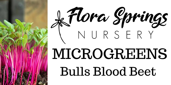 Bulls Blood Beet Microgreens