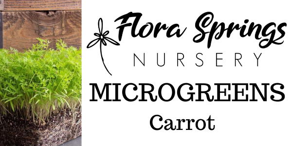 Carrot Microgreens