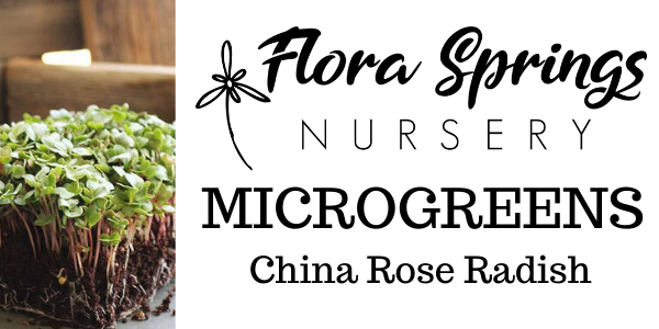 China Rose Radish Microgreens