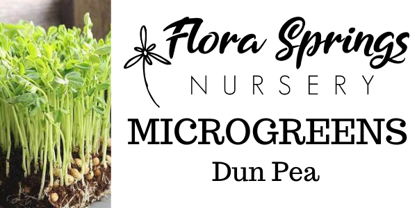 Dun Pea Microgreens