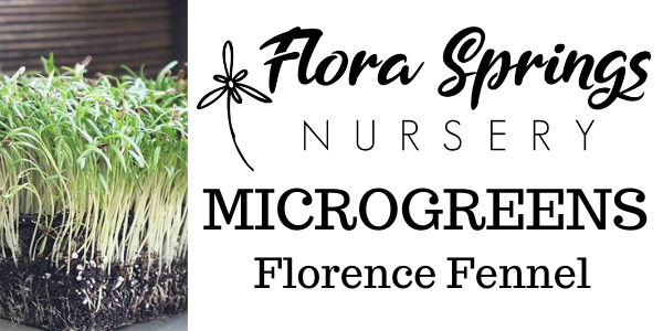 Florence Fennel Microgreens