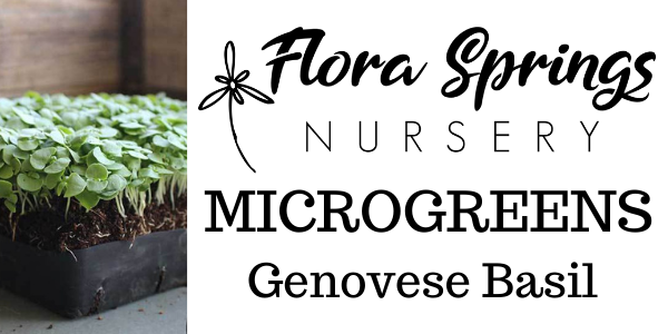 Genovese Basil Microgreens