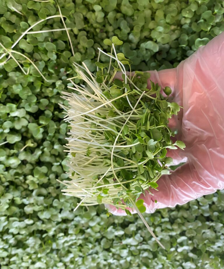 Microgreens