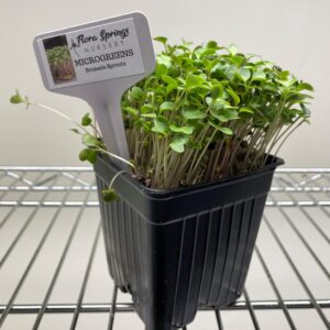 Brussels Sprouts Microgreens