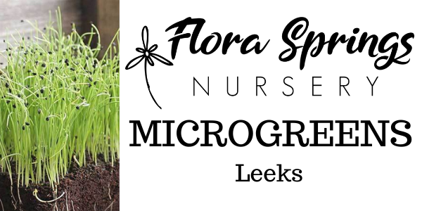 Leeks Microgreens