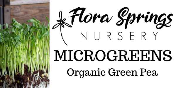 Organic Green Pea Microgreens