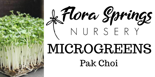 Pak Choi Microgreens