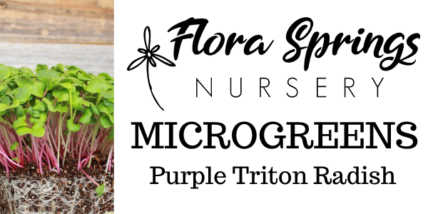 Purple Triton Radish Microgreens