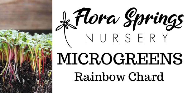 Rainbow Chard Microgreens