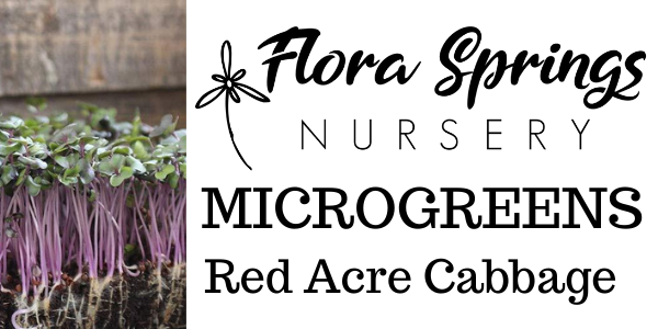 Red Acre Cabbage Microgreens