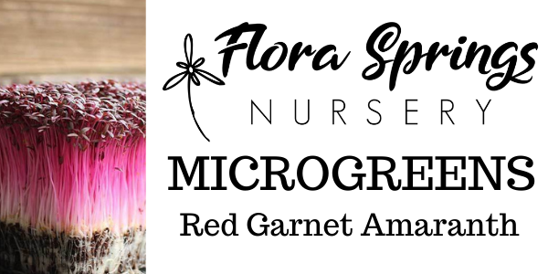 Red Garnet Amaranth Microgreens