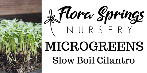 Slow Boil Cilantro Microgreens