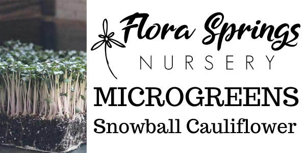 Snowball Cauliflower Microgreens