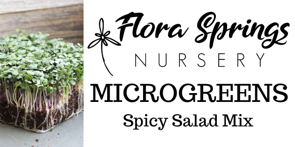 Spicy Salad Mix Microgreens