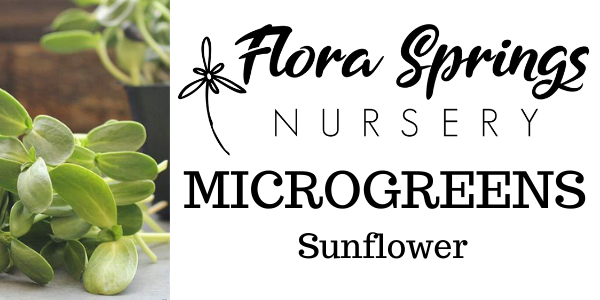 Sunflower Microgreens