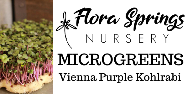 Vienna Purple Kohlrabi Microgreens